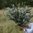 Eucalyptus 'Baby Blue Spiral'
