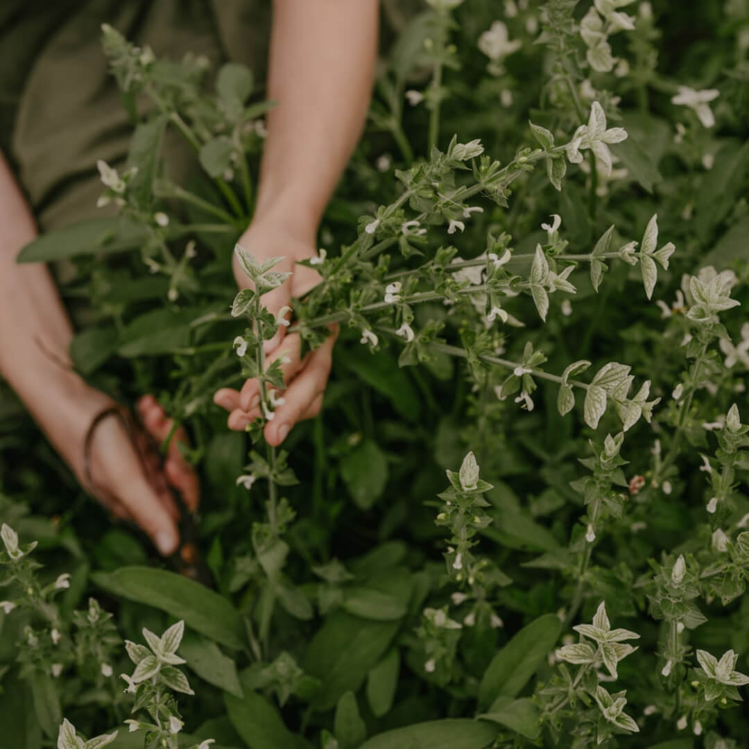 Blåbladig Broksalvia  'White Swan'