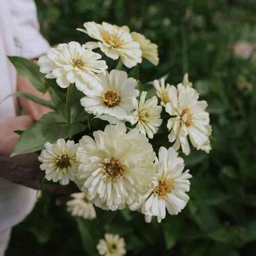 Tsinnia 'Dreamland Ivory'