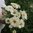 Tsinnia 'Dreamland Ivory'