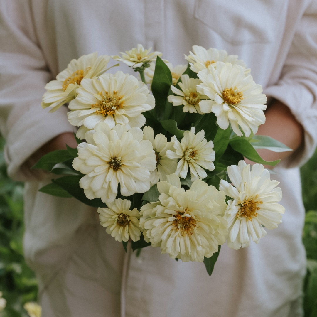 Zinnia 'Dreamland Ivory'