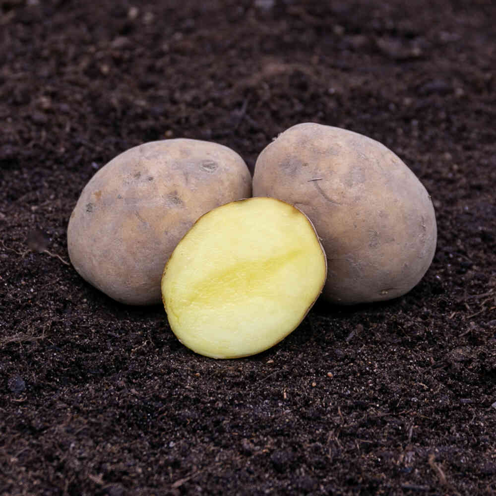 Solist sättpotatis 1 kg