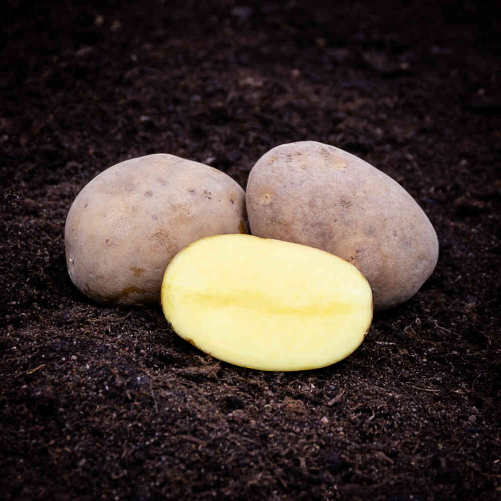 Lady Felicia sättpotatis 1 kg