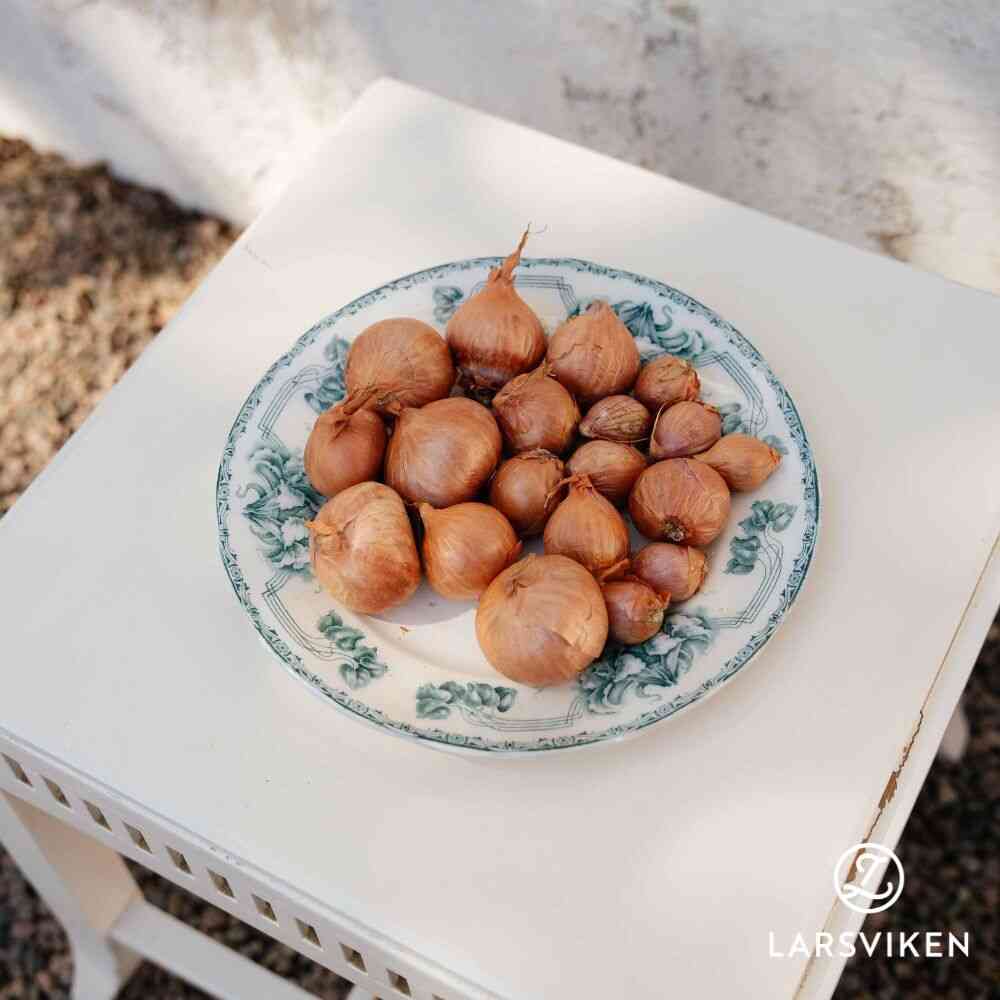 Chalottenlök 'Biztro' 250 g
