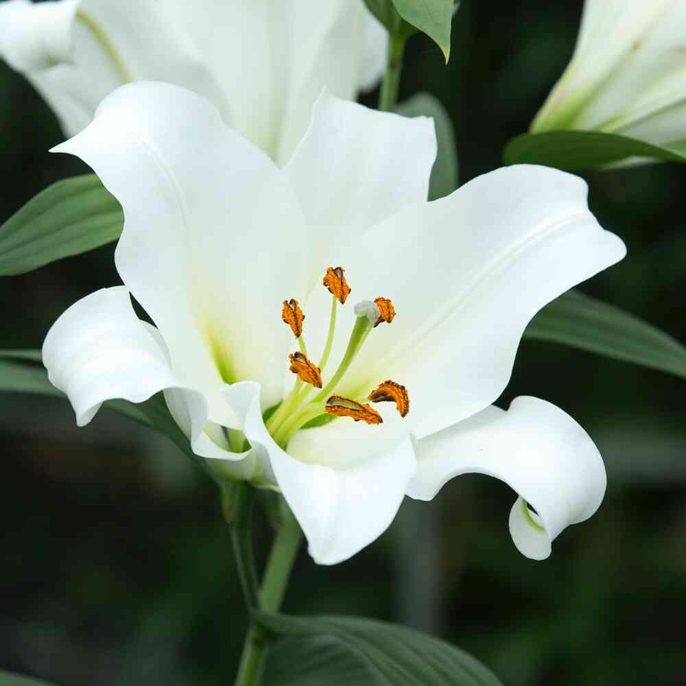 Lilja LA hybrid 'White'