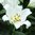 Lilja, LA hybridi 'White'