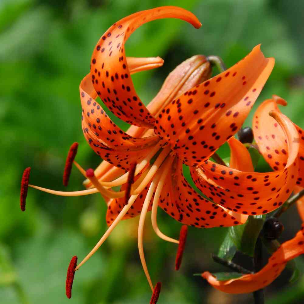Tigerlilja orange