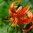 Tigerlilja orange