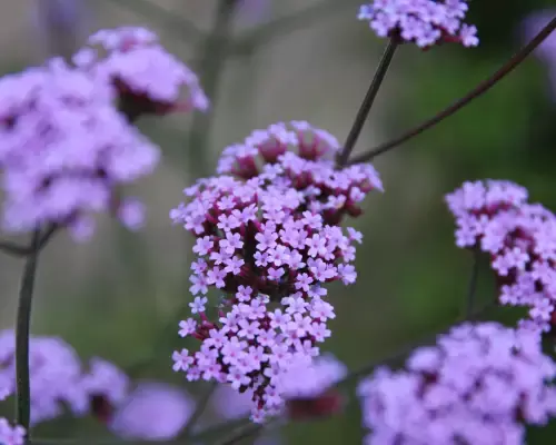Image.webp?6787792F0A320E03A1A1