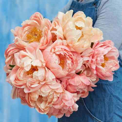 Hybridipioni 'Coral Sunset'