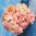 Hybridipioni 'Coral Sunset'
