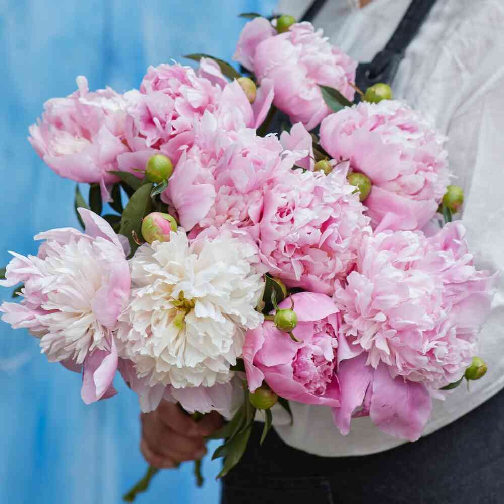Luktpion 'Angel Cheeks'