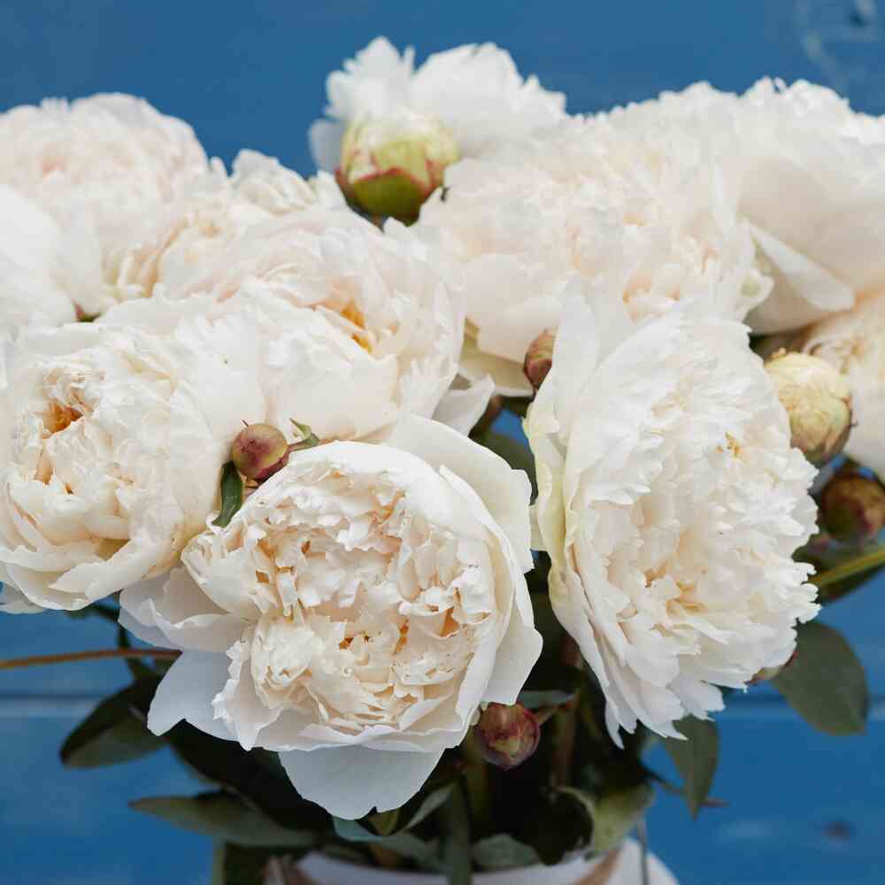 Luktpion 'Bowl of Cream'
