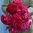 Hybridipioni 'Henry Bockstoce'