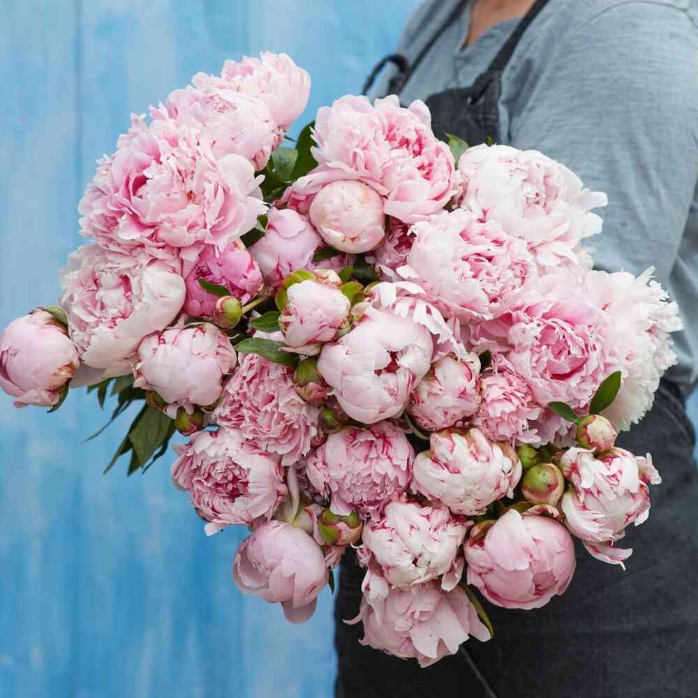 Luktpion 'Sarah Bernhard'