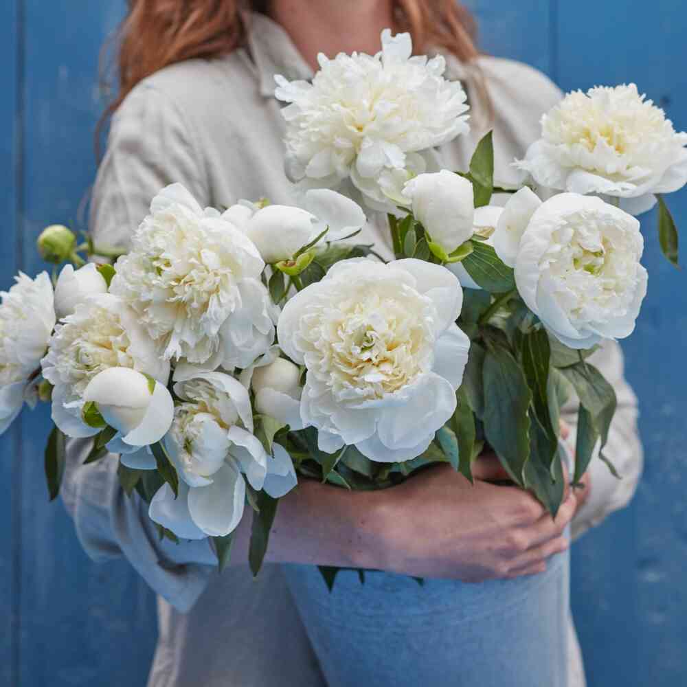 Luktpion 'Duchess de Nemours'