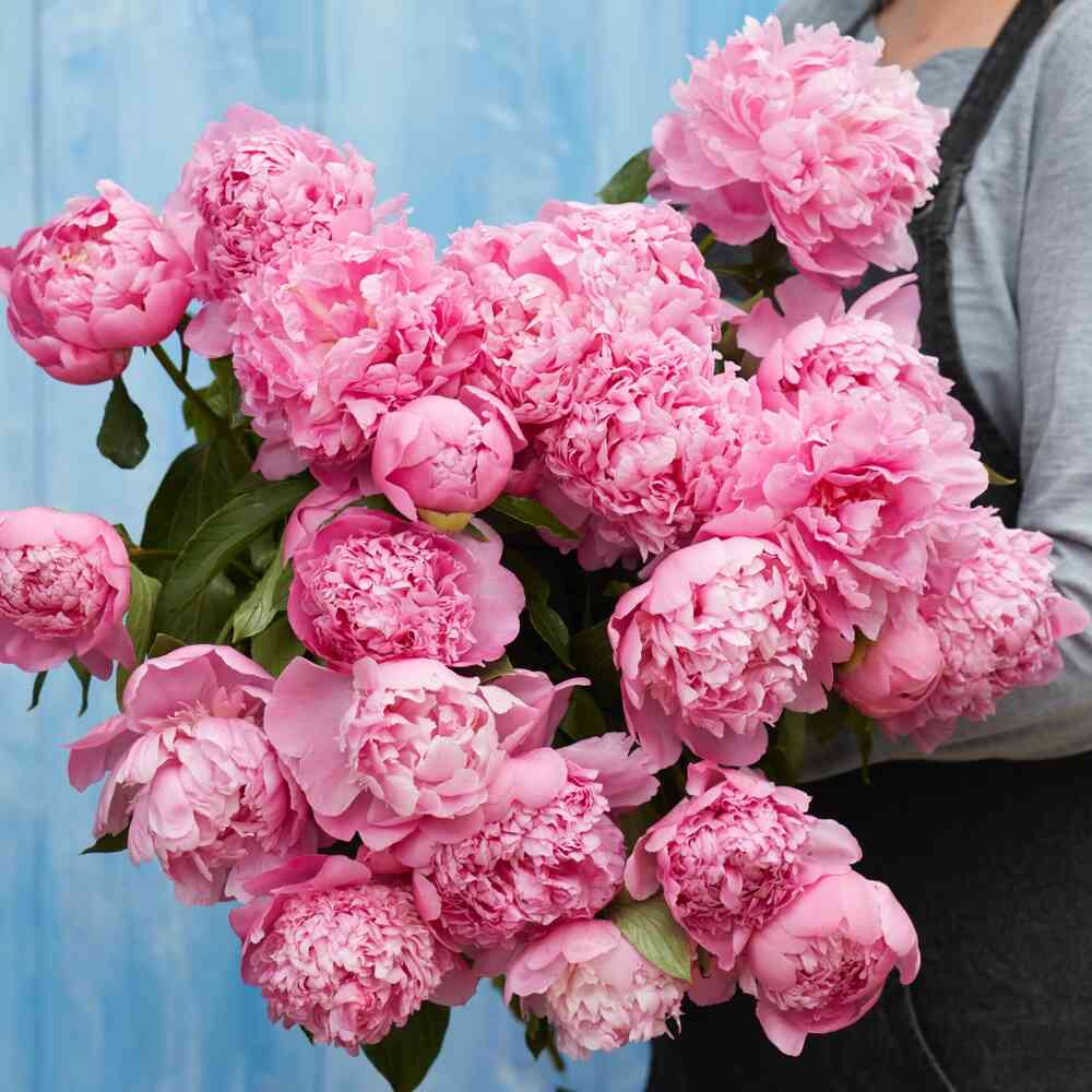 Luktpion 'Monsieur Jules Elie'