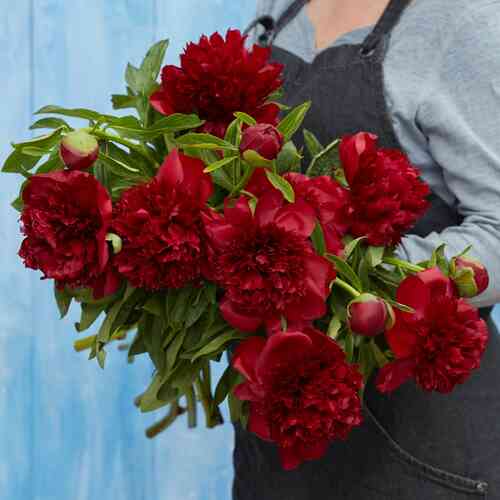Jalopioni 'Red Charm'