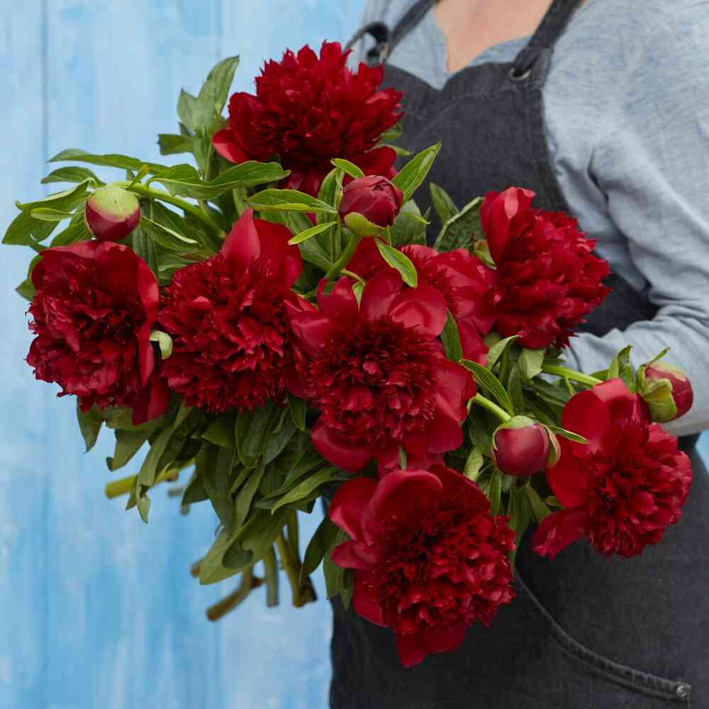 Hybridpion 'Red Charm'