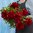 Jalopioni 'Red Charm'