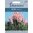 Pampaheinä 'Pampas Pink'