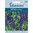 Härmesalvia 'Blue Victoria'