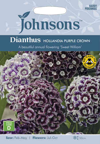 Kesäneilikka 'Hollandia Purple Crown'
