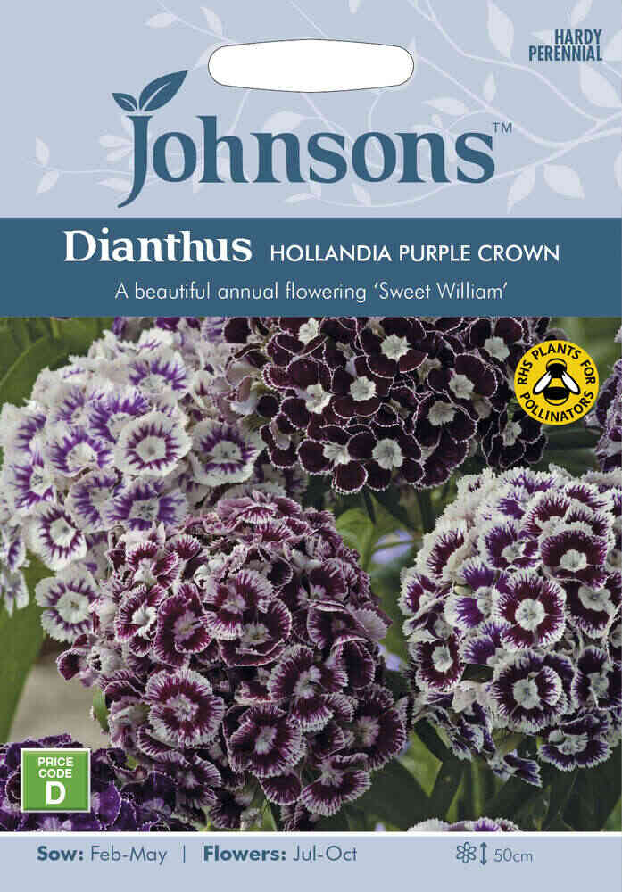 Ettårig Borstnejlika 'Hollandia Purple Crown'
