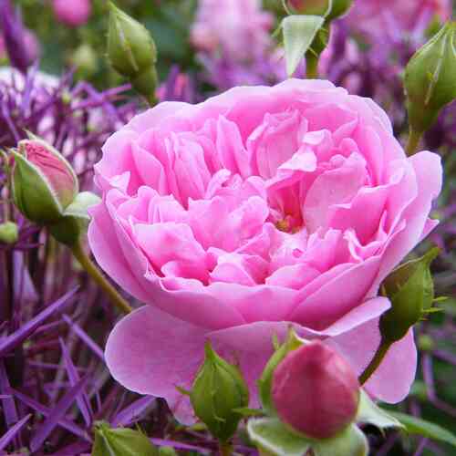 David Austin -ruusu 'Harlow Carr' (Aushouse)