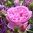 David Austin -ros 'Harlow Carr' (Aushouse)