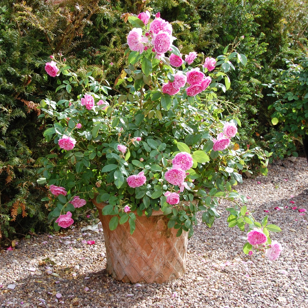 David Austin -ros 'Harlow Carr' (Aushouse)