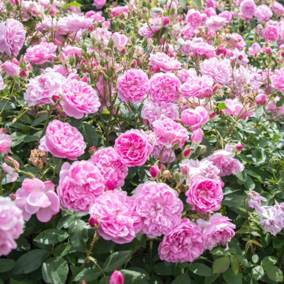 David Austin -ros 'Harlow Carr' (Aushouse)
