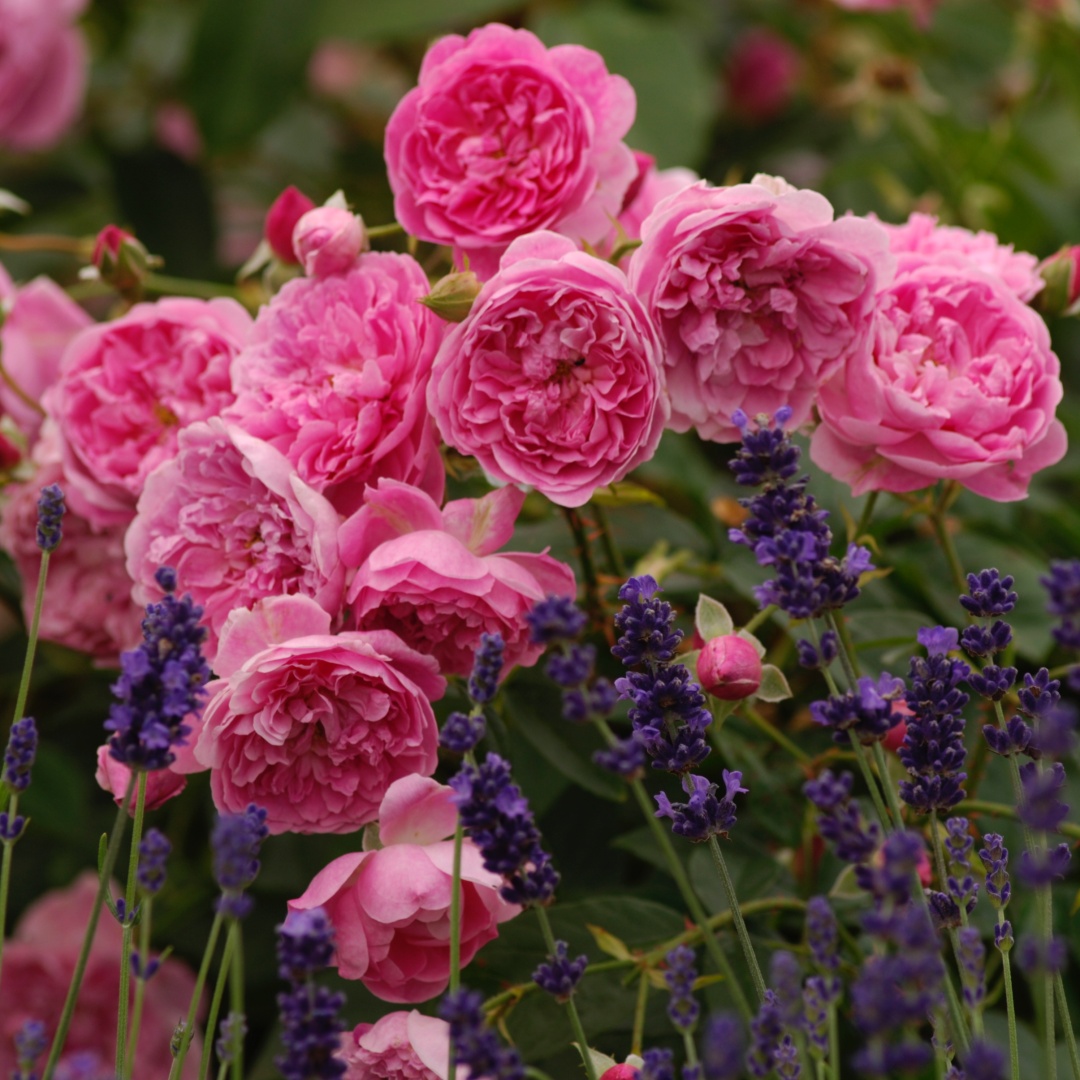 David Austin -ros 'Harlow Carr' (Aushouse)