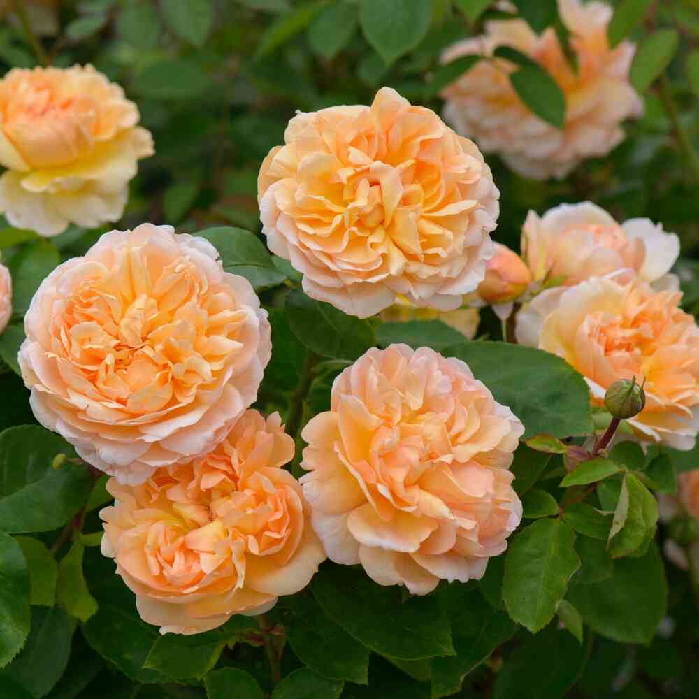David Austin -ros 'The Lady Gardener' (Ausbrass)