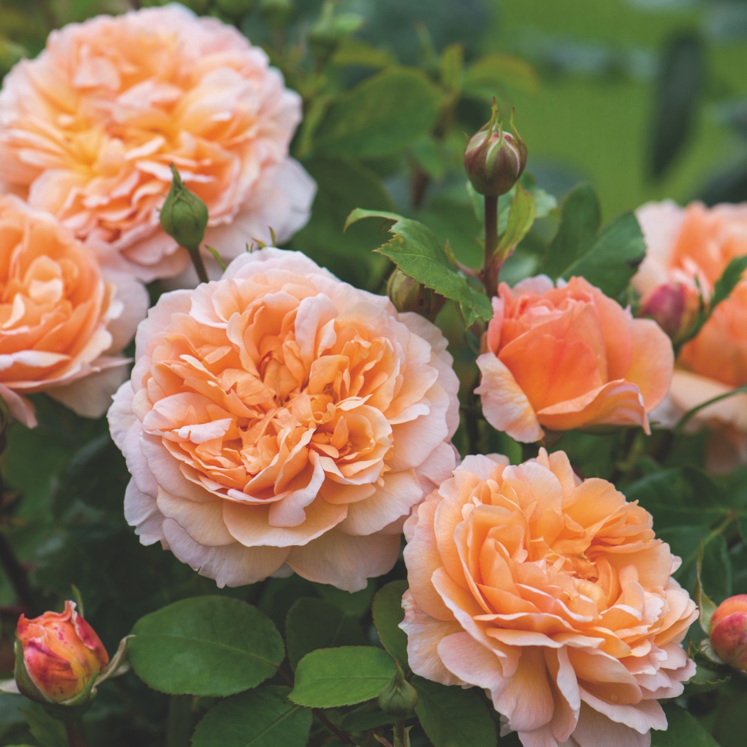 David Austin -ros 'The Lady Gardener' (Ausbrass)