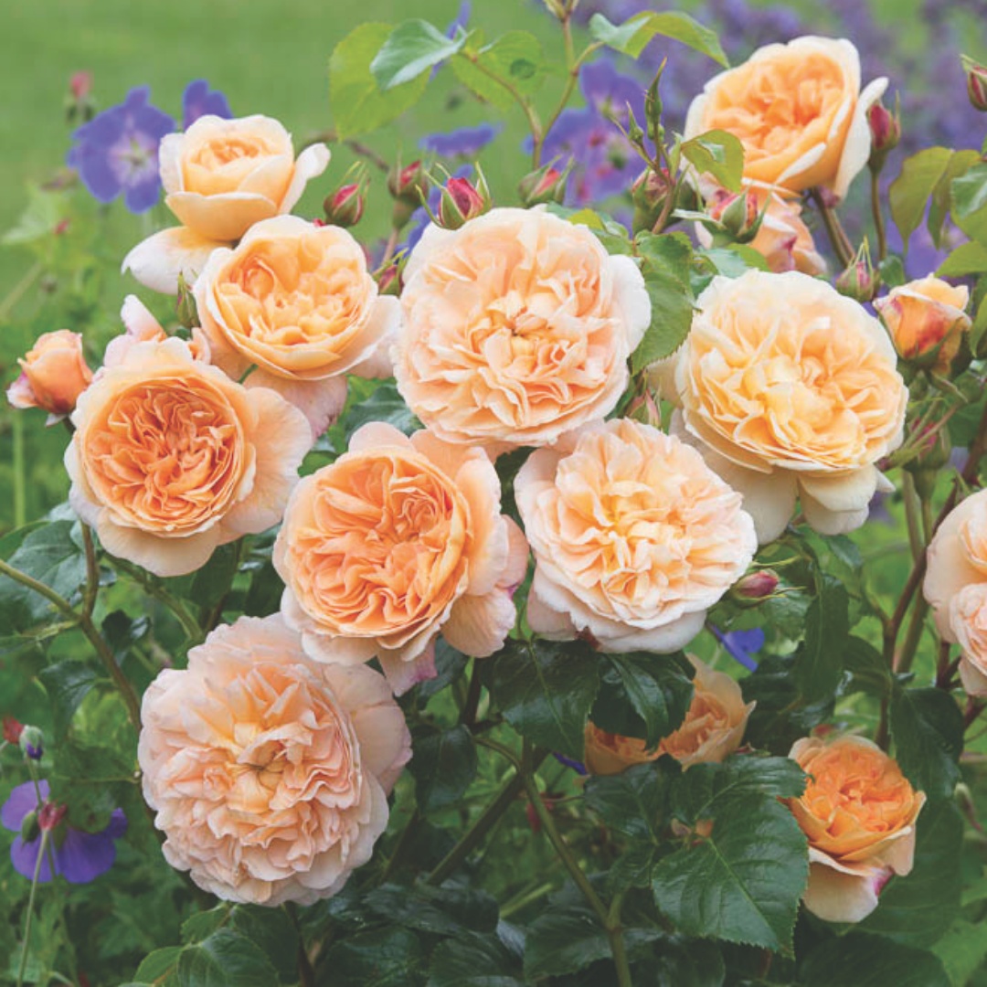 David Austin -ros 'The Lady Gardener' (Ausbrass)