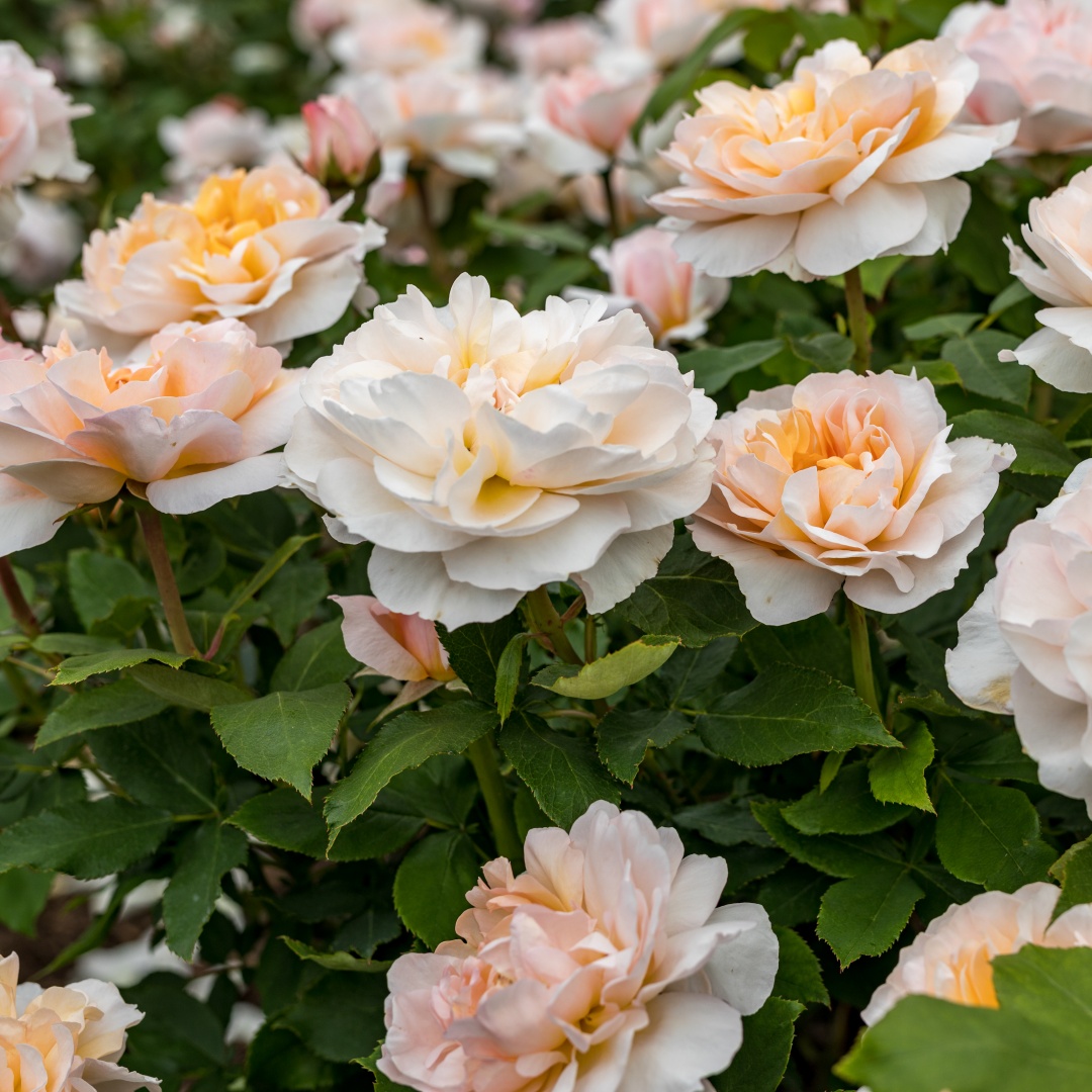 David Austin -ros 'The Lady Gardener' (Ausbrass)