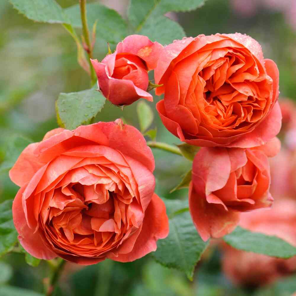 David Austin -ros 'Summer Song' (Austango)