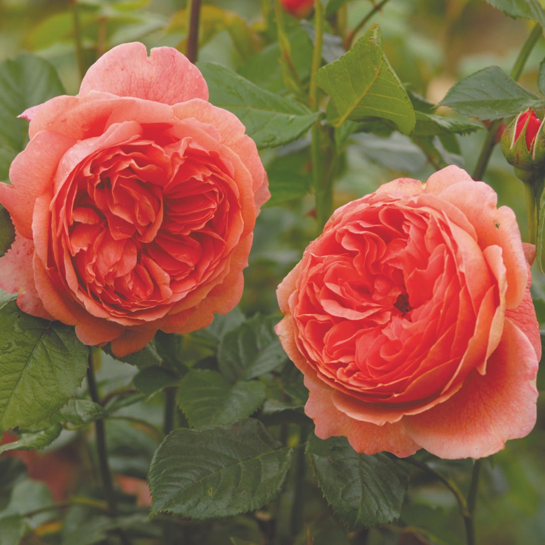David Austin -ros 'Summer Song' (Austango)