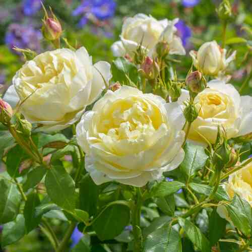 David Austin -ruusu 'Vanessa Bell' (Auseasel)