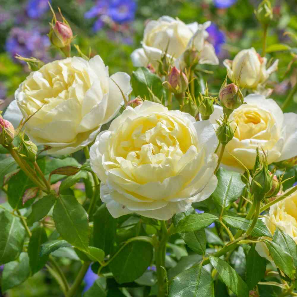 David Austin -ros 'Vanessa Bell' (Auseasel)