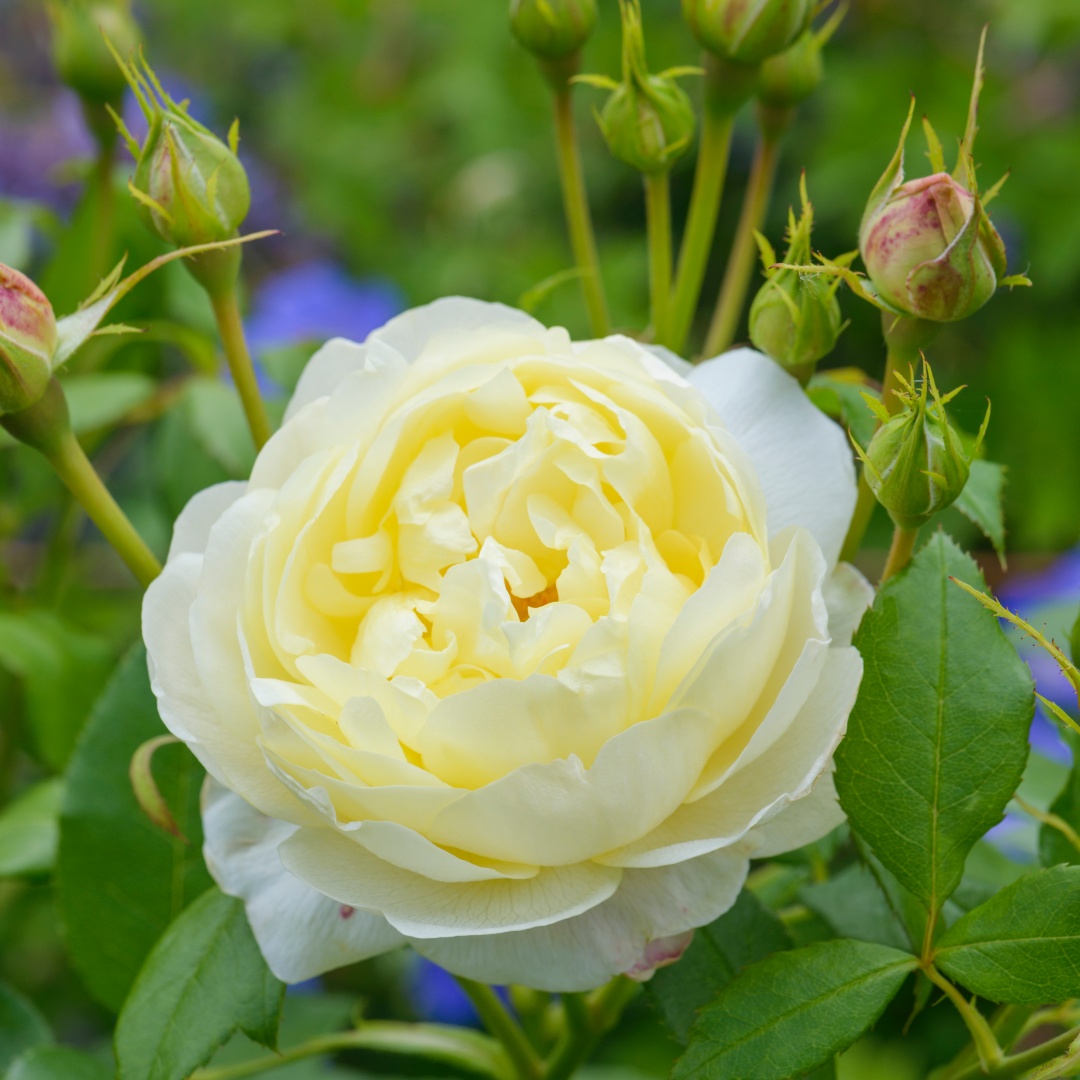 David Austin -ros 'Vanessa Bell' (Auseasel)