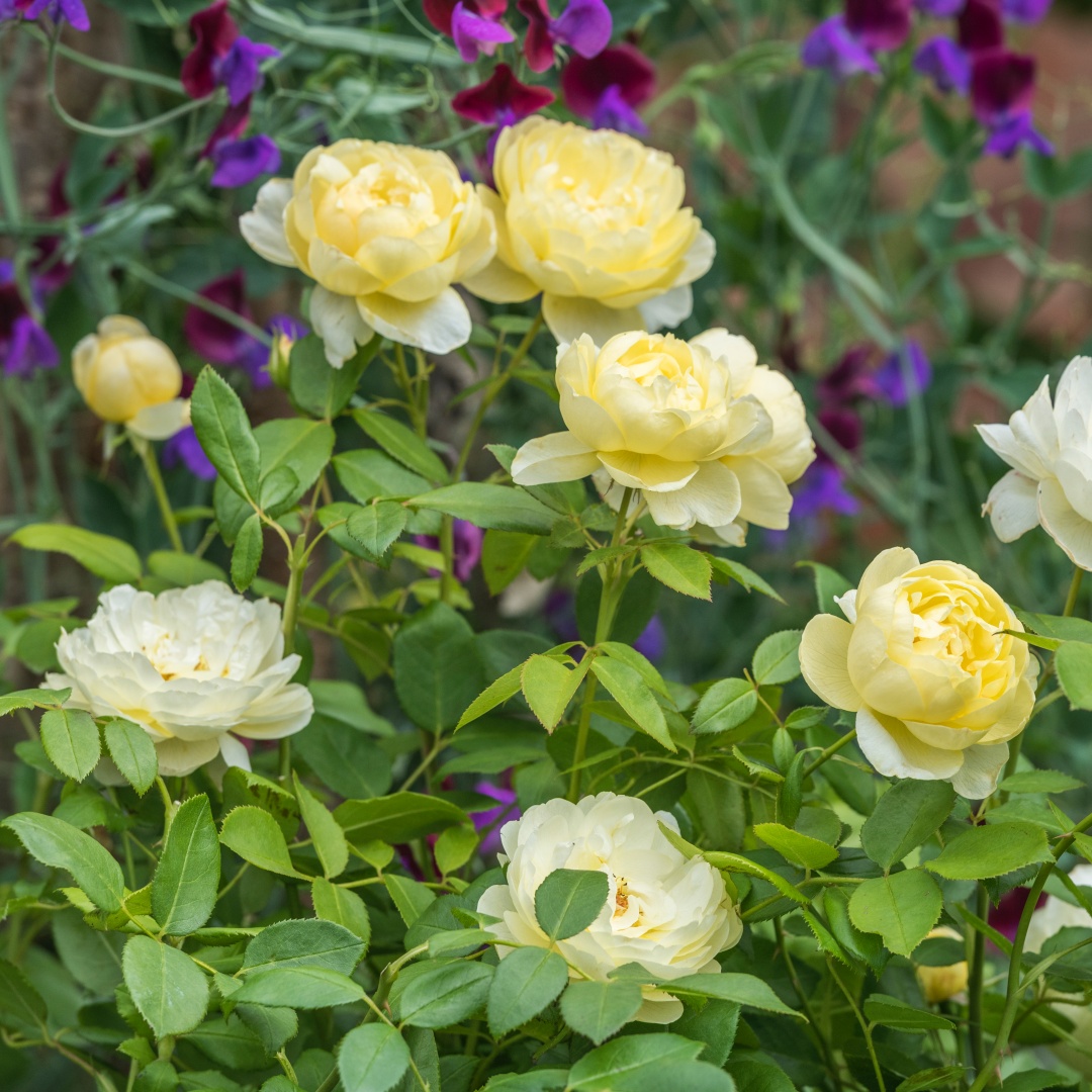 David Austin -ros 'Vanessa Bell' (Auseasel)
