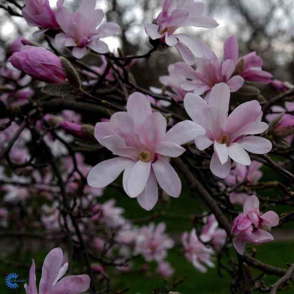 Hybridmagnolia  'Leonard Messel'