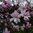 Tarhamagnolia 'Leonard Messel' rungollinen