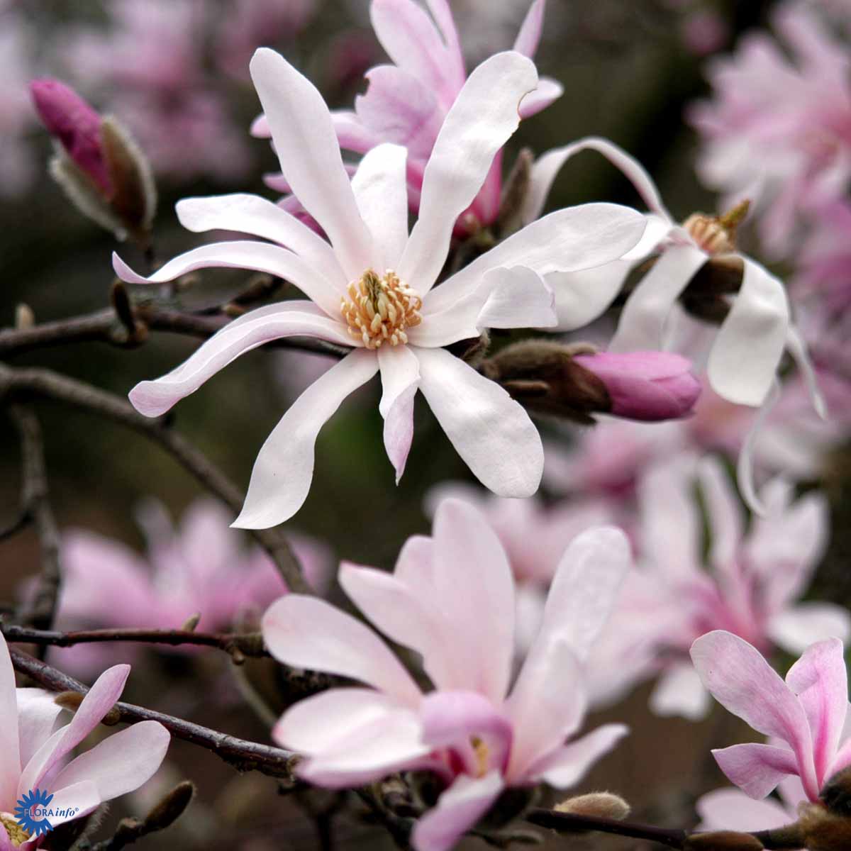 Hybridmagnolia  'Leonard Messel'
