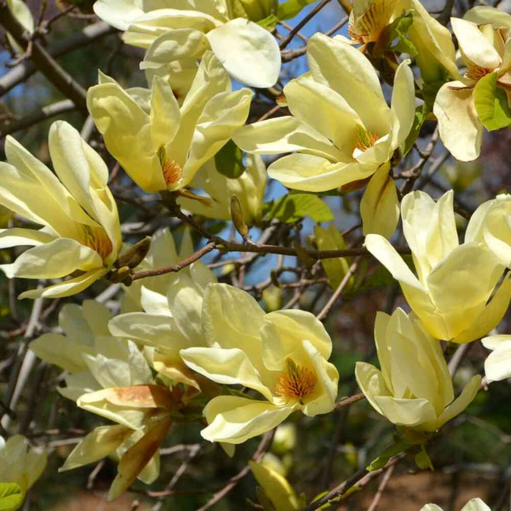 Brooklynmagnolia 'Elisabeth'