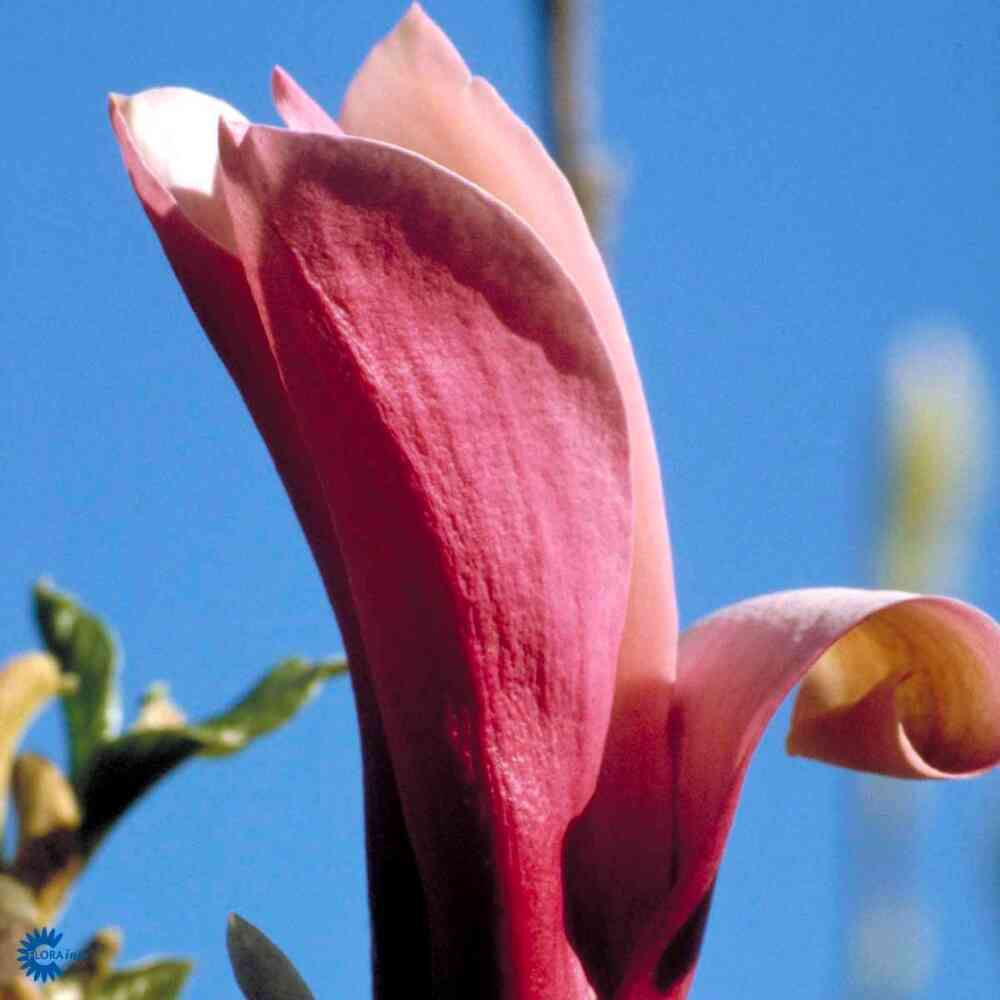 Liljemagnolia 'Nigra'