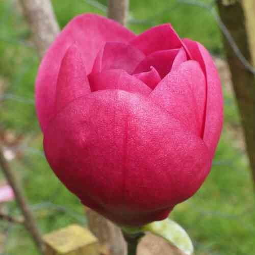 Magnolia 'Watermelon'