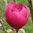 Magnolia 'Watermelon'